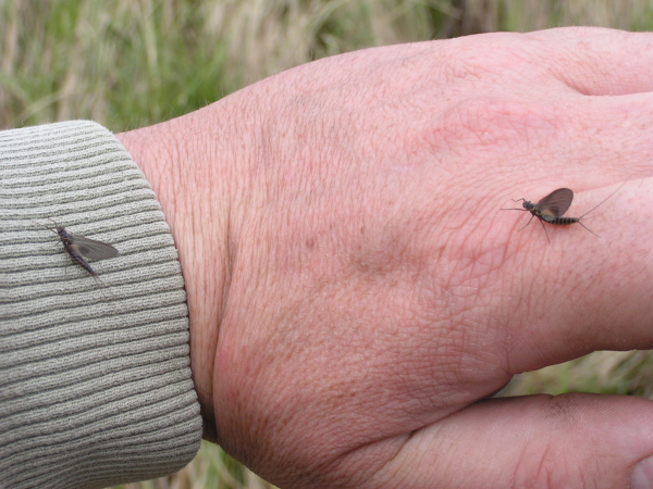 Mayflies